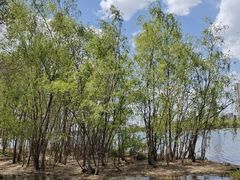 -长白岛森林公园