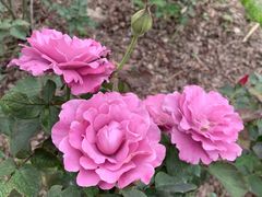 -人民公园(罗湖区)