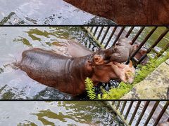 -海南热带野生动植物园