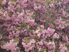 -石家庄市植物园