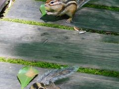 -五营红松林海景区