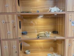 -猫十亿·布偶金渐层·曼基康矮脚猫舍(青年路店)