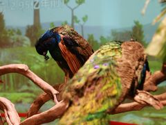 -正佳雨林生态植物园