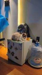 -新绣堂纹身·穿孔