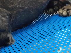 -小叮当动物医院·骨科·眼科