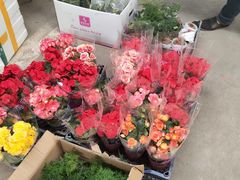 -中环花鸟鱼虫市场