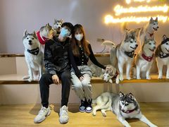 -Husky Go! 哈士奇体验馆·宠物咖啡厅狗咖