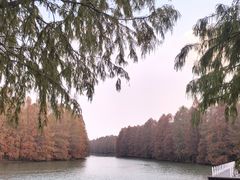 -上海海湾国家森林公园