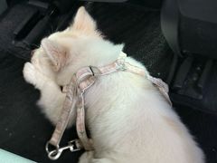 -安安宠医宠物医院·异宠·犬猫内科(岳阳分院)