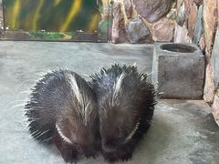 -上海野生动物园