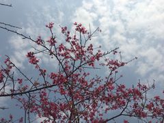 -天适樱花悠乐园