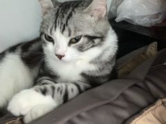 -芭比堂动物医院·犬猫全科·异宠专科(雁塔分院)