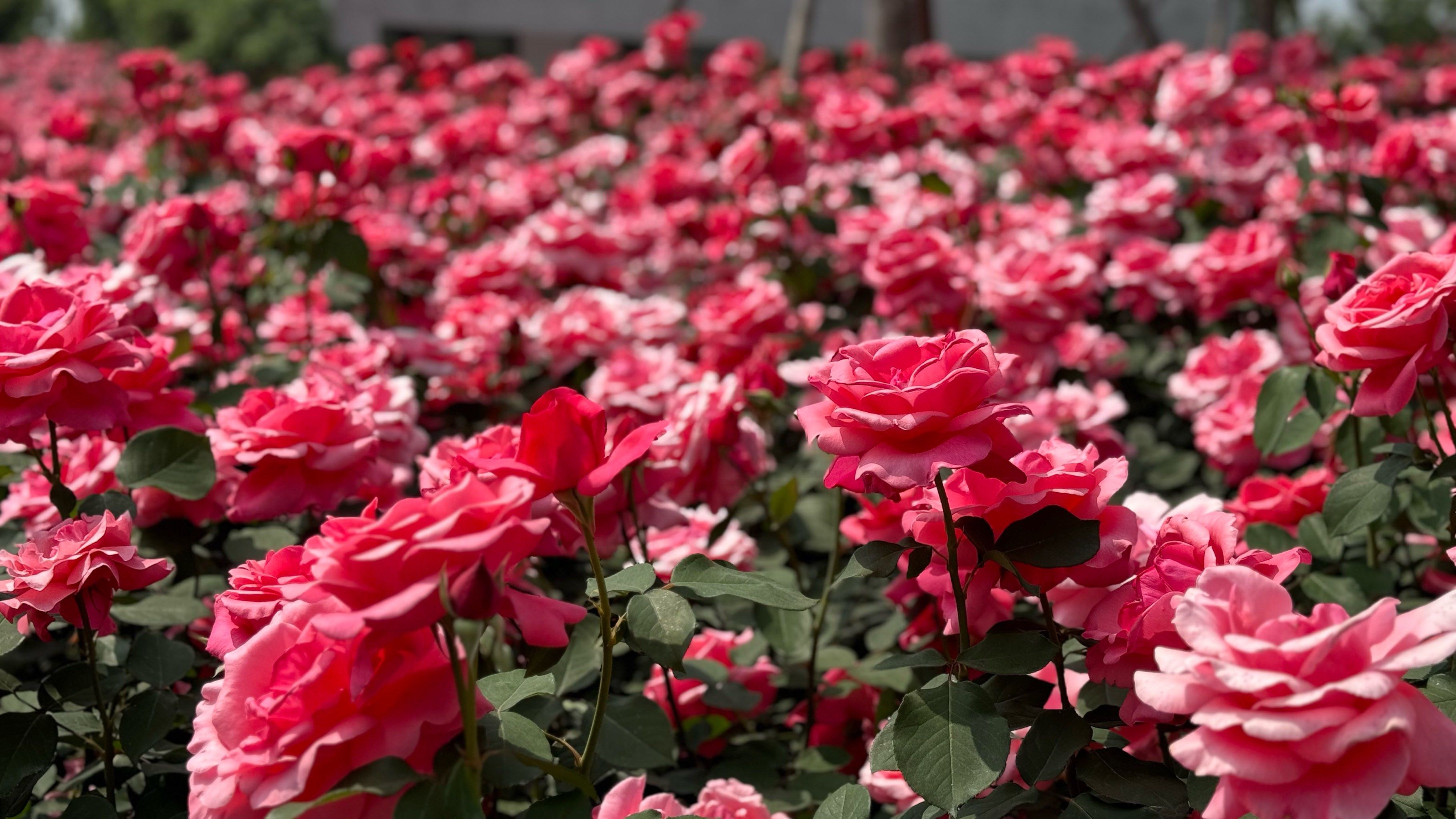 玫瑰花海里的浪漫记