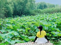 -长兴太湖图影湿地文化园