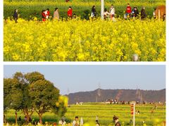 -光明小镇欢乐田园