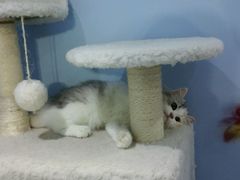 -喵的天空名猫咖啡馆·撸猫·猫舍·用品