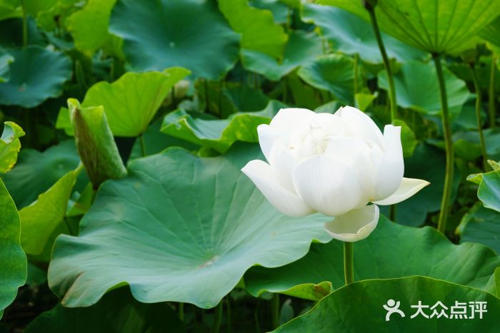 白洋淀景区图片