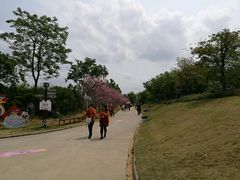 -天适樱花悠乐园