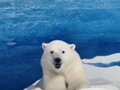 -海合安天津极地海洋公园