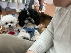 -汪说·狗咖·拼豆·宠物周边DIY(旺城大厦店)