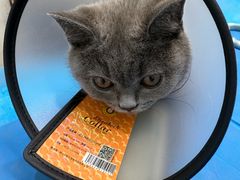 -艾贝尔宠物医院·24H转诊中心·肿瘤猫专科(江宁双龙店)