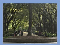 -上海共青森林公园