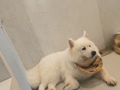 -共舞时光猫咖·狗咖(新街口店)
