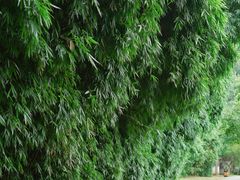 -贵阳市花溪国家城市湿地公园