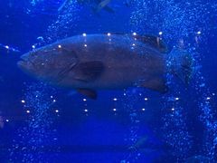 -成都浩海立方海洋公园