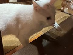 -剧狐剧本杀·月球探案馆(人民广场1号店)