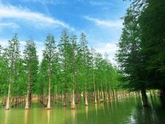 -泗洪洪泽湖湿地景区