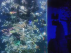 -芜湖新华联大白鲸海洋公园