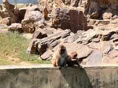-合肥野生动物园