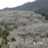 这里最好自驾，坐车不方便，属于郊区旅游景点