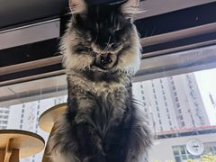 -十年猫舍·猫咪专门店(普陀店)