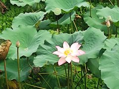 -荔湾湖公园