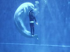 -芜湖新华联大白鲸海洋公园