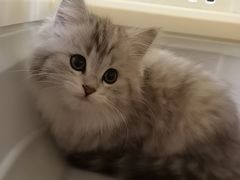 -瑞派天宁宠物医院·猫科·异宠中心