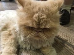 -小时光咖啡馆(开森度假森林店)