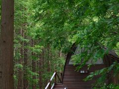 -黄海国家森林公园