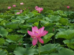 -梁鸿国家湿地公园