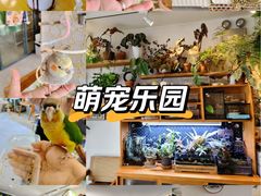 -吉丁鸟咖·异宠·寄养