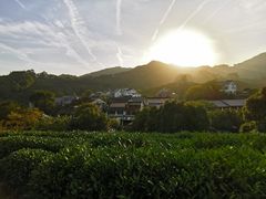 -龙井村