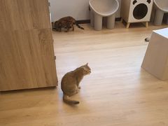 -有喵·猫咖·狗咖·30几只猫10只小狗(岗厦店)