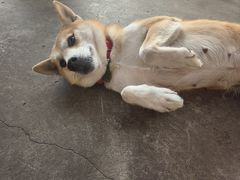 -柴犬高等学院·狗咖·柴犬售卖·宠物训练