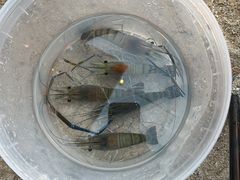 -DGE季风钓虾营地·团建·聚会