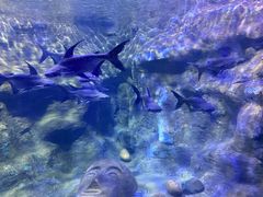-杭州海底世界