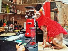 -猫色咖啡·猫咖