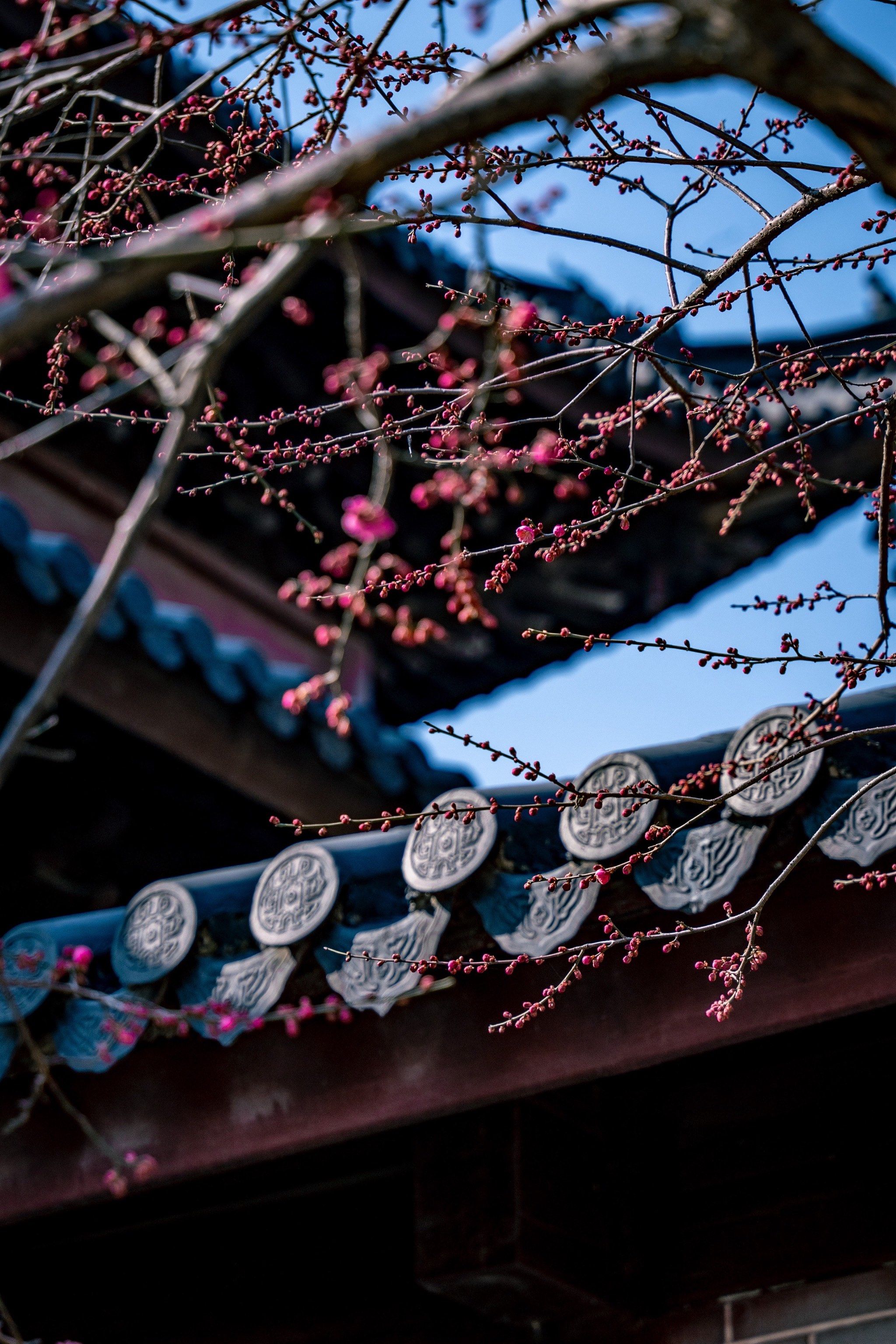 藏不住了!西林禅寺的梅花美疯了!