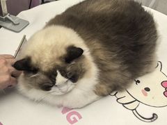 -FAELING PETS美天灵宠物(富力广场店)